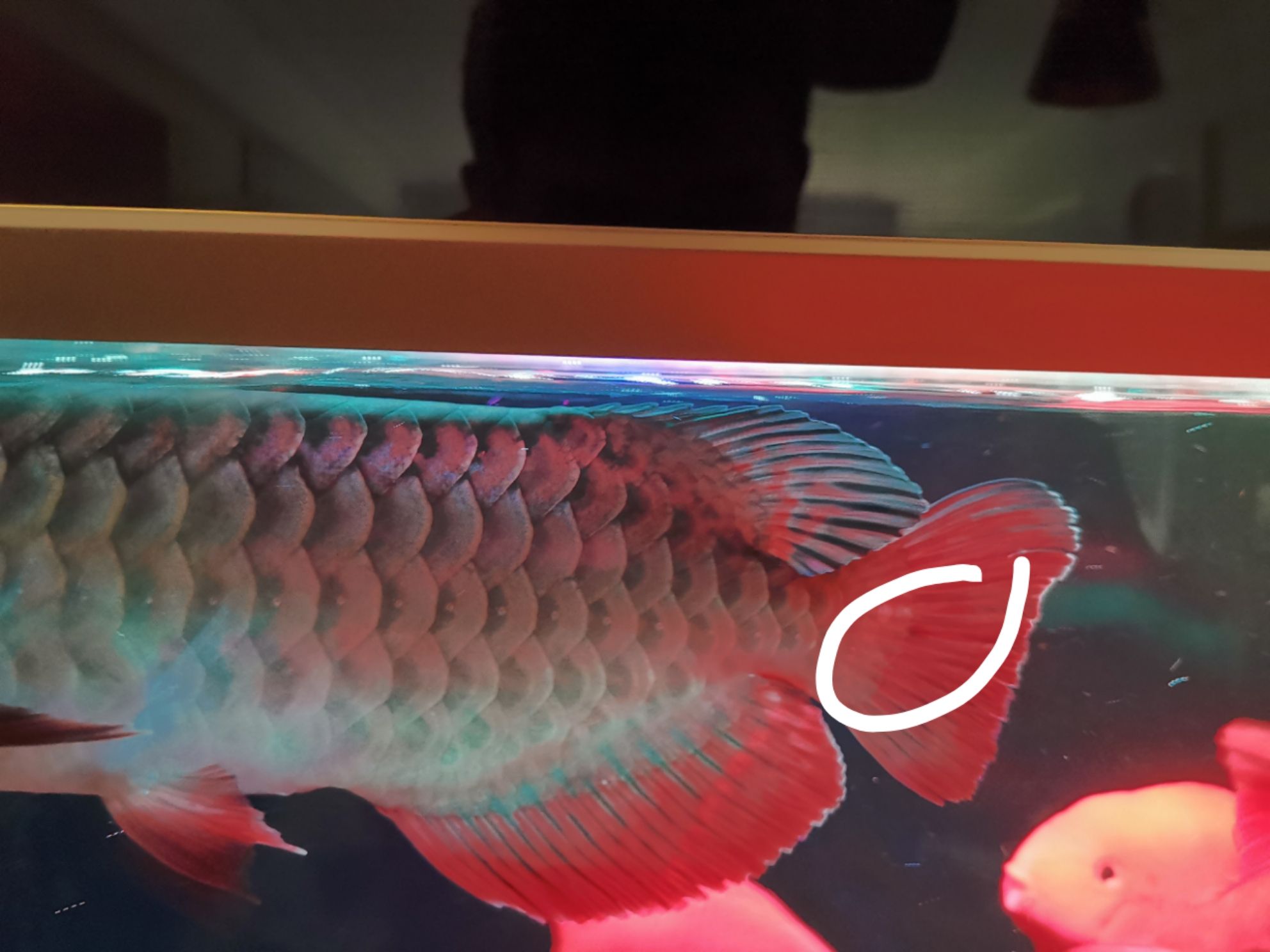 紅點品牌龍魚：什么是紅點品牌龍魚