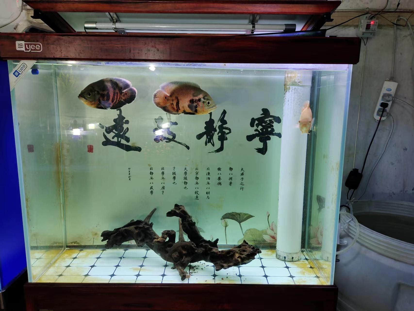 1米8的魚(yú)缸寬60好還是70好：1米8的魚(yú)缸寬60好還是70好， 魚(yú)缸定做 第3張