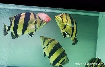 虎魚水溫多少度合適：虎魚水溫多少度合適，