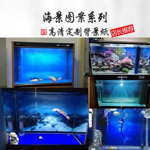 泰虎魚缸背景：如何選擇泰虎魚缸背景 泰國虎魚 第3張