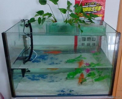 100元的魚缸：100元買一個魚缸，有以下幾個選項