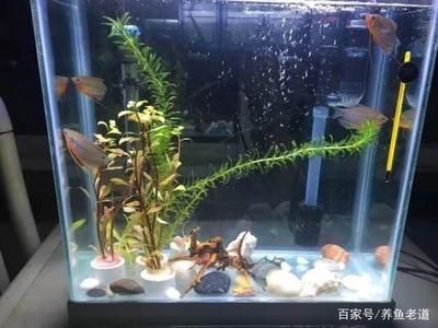 1.2米魚缸制作粘玻璃視頻：1.2米長的魚缸粘合玻璃是一個重要的步驟以下是根據(jù)您的需求整理的信息 魚缸百科 第2張