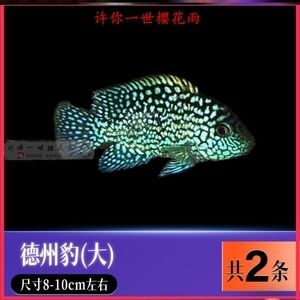 皇冠魟魚公魚多大發(fā)育：皇冠魟魚多大發(fā)育 魟魚百科 第1張