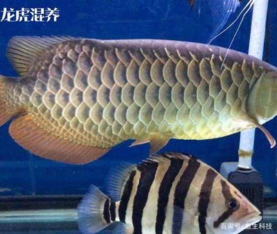 印尼虎魚(yú)和什么魚(yú)混養(yǎng)最佳：印尼虎魚(yú)混養(yǎng)的最佳選擇主要包括龍魚(yú)、地圖魚(yú)和鸚鵡魚(yú)等 虎魚(yú)百科 第3張