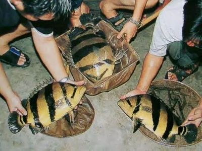 野生泰虎魚：野生泰虎魚是一種原生態(tài)的觀賞魚種，原產(chǎn)于泰國， 泰國虎魚 第1張