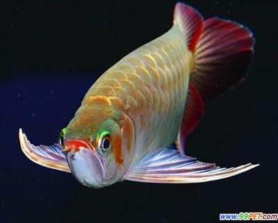 龍魚(yú)一次生多少條小魚(yú)：龍魚(yú)一次能生多少條小魚(yú) 龍魚(yú)百科 第1張