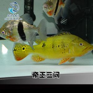 龍虎魟配魚：水族箱中混養(yǎng)龍虎魟配魚指南 魟魚百科 第3張