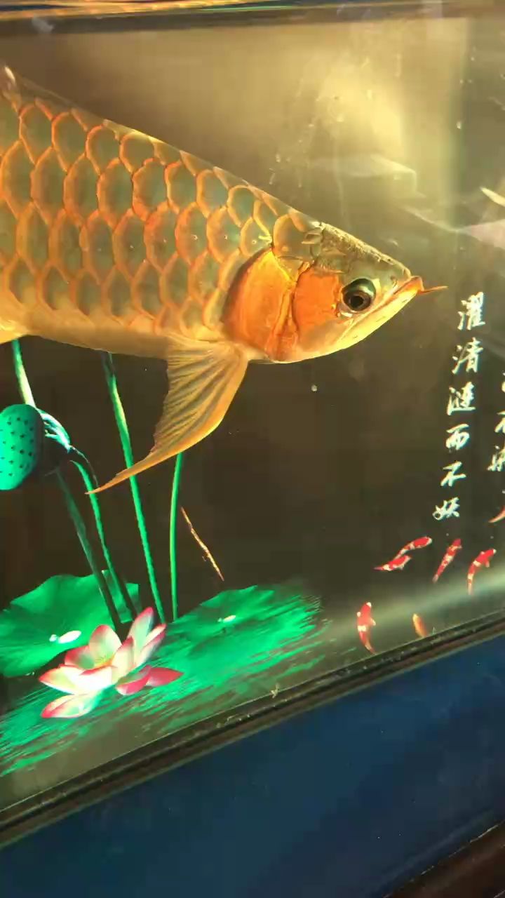 ：大古魂， 觀賞魚論壇