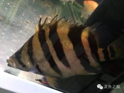 蘇虎魚溫度多少最佳喂食：蘇虎魚溫度多少最佳喂食高質(zhì)量活餌以及飼養(yǎng)注意事項(xiàng) 蘇虎 第2張