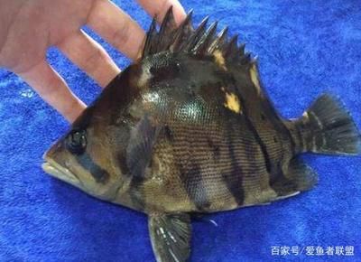 泰國虎魚和印尼虎魚：泰國虎魚和印尼虎魚有什么區(qū)別？ 泰國虎魚 第1張