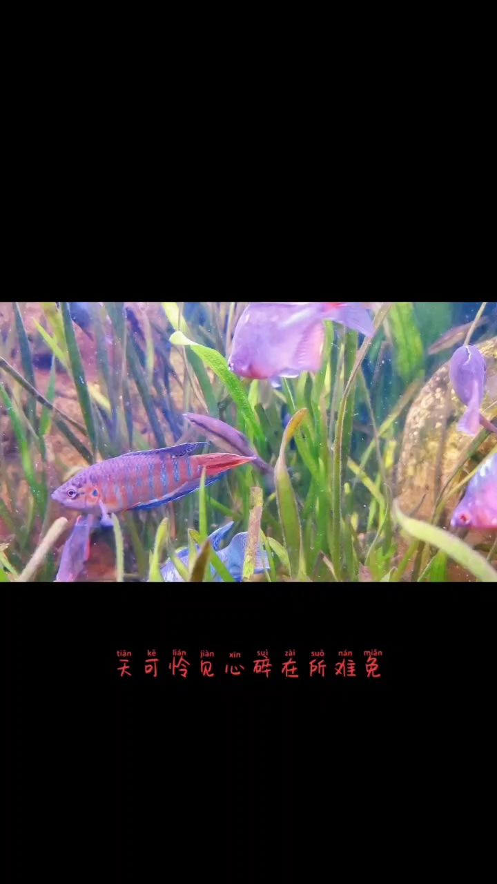 看看魚：tzx評論：好 觀賞魚論壇