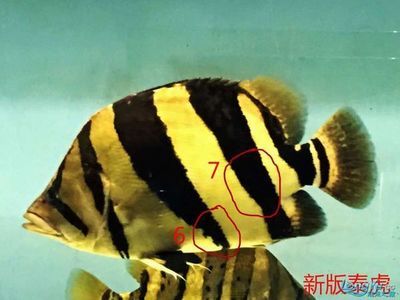 虎魚的區(qū)分：不同的虎魚有著各自的特點(diǎn) 泰國(guó)虎魚 第3張