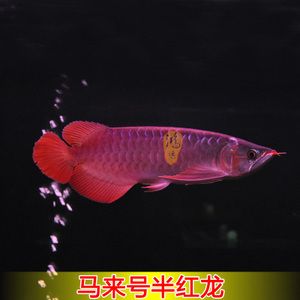 觀賞魚紅龍魚價格表：根據(jù)搜索結(jié)果整理的觀賞魚紅龍魚價格表