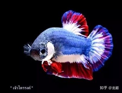 泰虎怎么樣養(yǎng)：泰虎怎么樣飼養(yǎng) 泰國虎魚 第2張