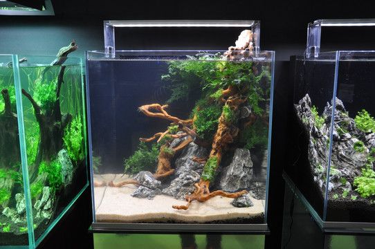 101膠水粘魚缸造景可以嗎：101膠水是否適用于魚缸造景