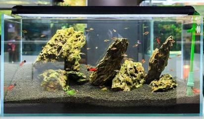 15cm魚缸造景：15cm的魚缸造景