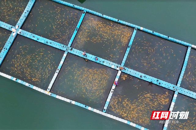 小龍魚多久喂一次飼料：小龍魚的喂食頻率取決于其大小和年齡 龍魚百科 第2張