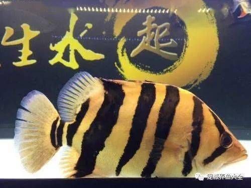 蘇虎魚怎么養(yǎng)才能明：蘇虎魚養(yǎng)殖需要注意以下幾個方面，選擇適當(dāng)?shù)聂~缸是養(yǎng)殖蘇虎魚的第一步 蘇虎 第2張