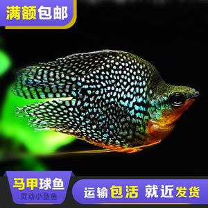 黑金魟魚跟珍珠魟區(qū)別：黑金魟魚和珍珠[需手動填充]有什么區(qū)別？ 魟魚百科 第1張