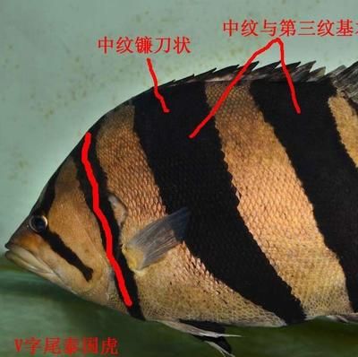 泰虎怎么區(qū)分：如何區(qū)分泰虎和印尼虎 泰國虎魚 第3張