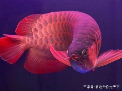 龍魚白天趴缸晚上游來(lái)游去正常嗎：龍魚白天趴缸晚上游動(dòng)正常嗎 龍魚百科 第1張