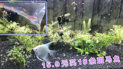 10條斑馬魚(yú)需要多大的魚(yú)缸：10條斑馬魚(yú)需要多大的魚(yú)缸尺寸可以根據(jù)實(shí)際情況進(jìn)行選擇