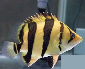 泰國(guó)虎魚(yú)可以和錦鯉一起養(yǎng)嗎：泰國(guó)虎魚(yú)和錦鯉可以一起養(yǎng)嗎泰國(guó)虎魚(yú)和錦鯉可以一起養(yǎng)嗎 泰國(guó)虎魚(yú) 第2張