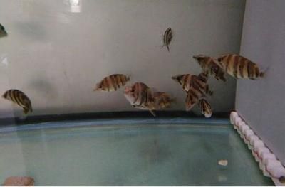 虎魚多久能長到40cm：虎魚生長到40cm時間因品種、飼養(yǎng)條件等因素有所不同 泰國虎魚 第3張