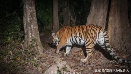 泰國老虎多嗎：泰國的野生老虎多嗎 泰國虎魚 第2張