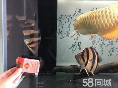 印尼虎魚最佳配魚季節(jié)是幾月份：印尼虎魚的最佳配魚季節(jié)是幾月份