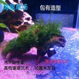 10厘米魚缸造景圖片：10厘米魚缸造景圖片教程：尋找10厘米魚缸造景圖片