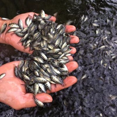 8公分虎魚苗喂什么飼料：8公分的虎魚苗喂什么飼料 虎魚百科 第3張