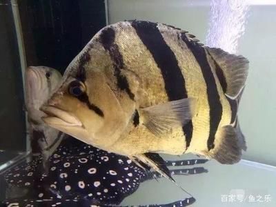 泰國(guó)虎為什么這么貴：泰國(guó)虎魚(yú)為什么這么貴？ 泰國(guó)虎魚(yú) 第1張