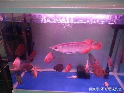 觀賞魚泰虎：泰虎在泰國產量最大，影響力最為深遠，