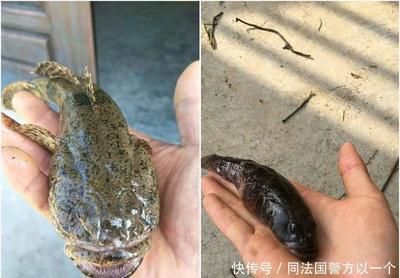 虎魚好吃嗎？：虎魚不僅好吃而且營養(yǎng)豐富，而且營養(yǎng)豐富，虎魚都值得一試 虎魚百科 第3張