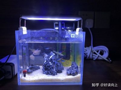 18厘米魚缸：18厘米魚缸開缸教程：sunsun森森小型超白玻璃魚缸