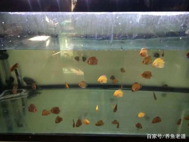 100的魚缸適合養(yǎng)多大的魚苗：100升的魚缸適合養(yǎng)多大的魚苗 魚缸定做 第3張