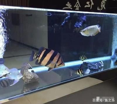 養(yǎng)泰虎需要多大缸子：養(yǎng)殖泰虎魚(yú)需要多大缸子 虎魚(yú)百科 第2張