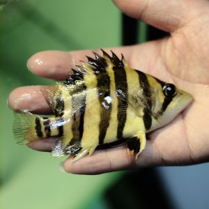 蘇門答臘虎魚吃什么食物：蘇門答臘虎魚吃什么食物蘇門答臘虎魚吃什么食物