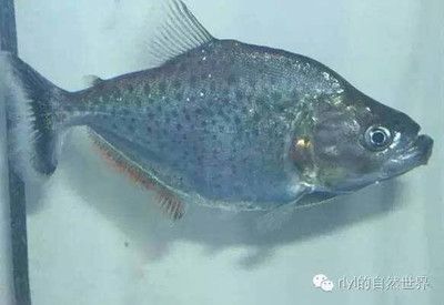 虎魚分為幾種品種：虎魚是一種色彩斑斕、紋路深邃的觀賞魚 虎魚百科 第2張