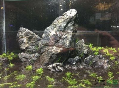 1米2魚缸純青龍石造景：1米2魚缸純青龍石造景需要注意什么？ 魚缸百科 第2張