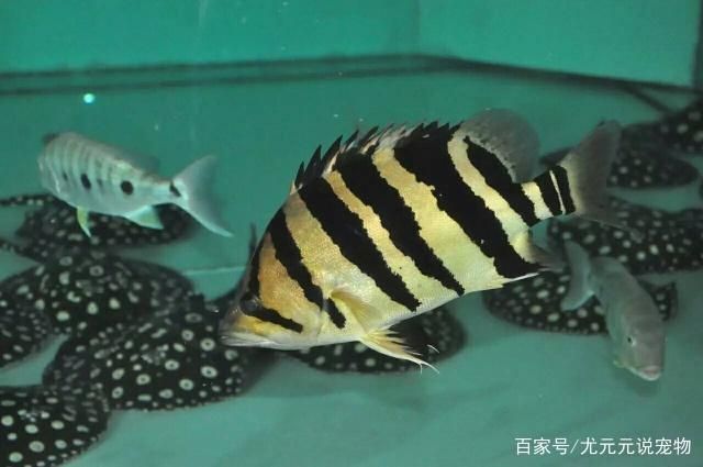 印尼虎魚生活環(huán)境特征圖片：關(guān)于印尼虎魚生活環(huán)境特征圖片 虎魚百科 第2張