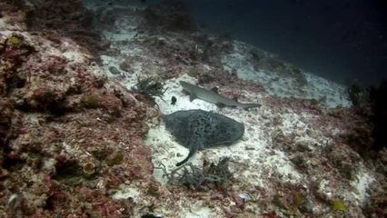 魔鬼魚(yú)魟魚(yú)怎樣做好吃：魔鬼魚(yú)（魟魚(yú)）怎樣做好吃 魟魚(yú)百科 第3張