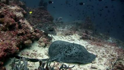 魔鬼魚(yú)魟魚(yú)怎樣做好吃：魔鬼魚(yú)（魟魚(yú)）怎樣做好吃 魟魚(yú)百科 第2張