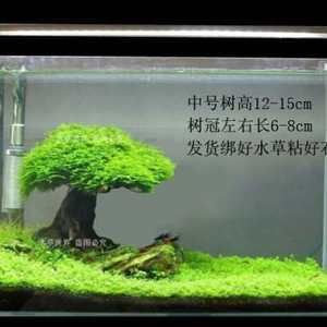 15厘米魚(yú)缸造景：15厘米小魚(yú)缸造景，創(chuàng)造精致的魚(yú)缸景觀，