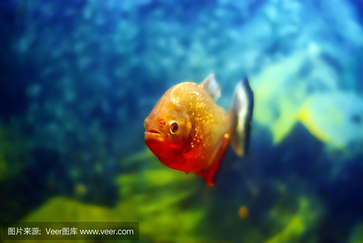 虎魚用啥背景好看：虎魚的飼養(yǎng)背景選擇 虎魚百科 第1張