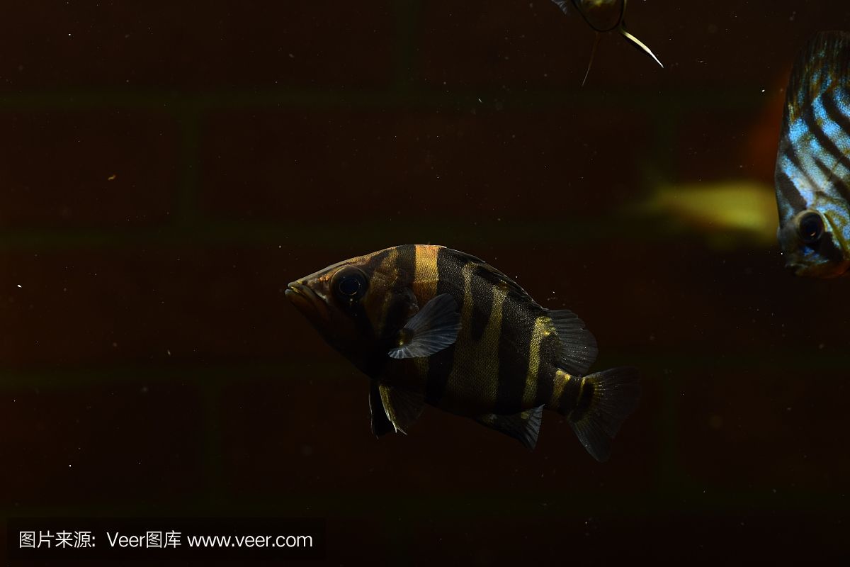 虎魚用啥背景好看：虎魚的飼養(yǎng)背景選擇 虎魚百科 第3張