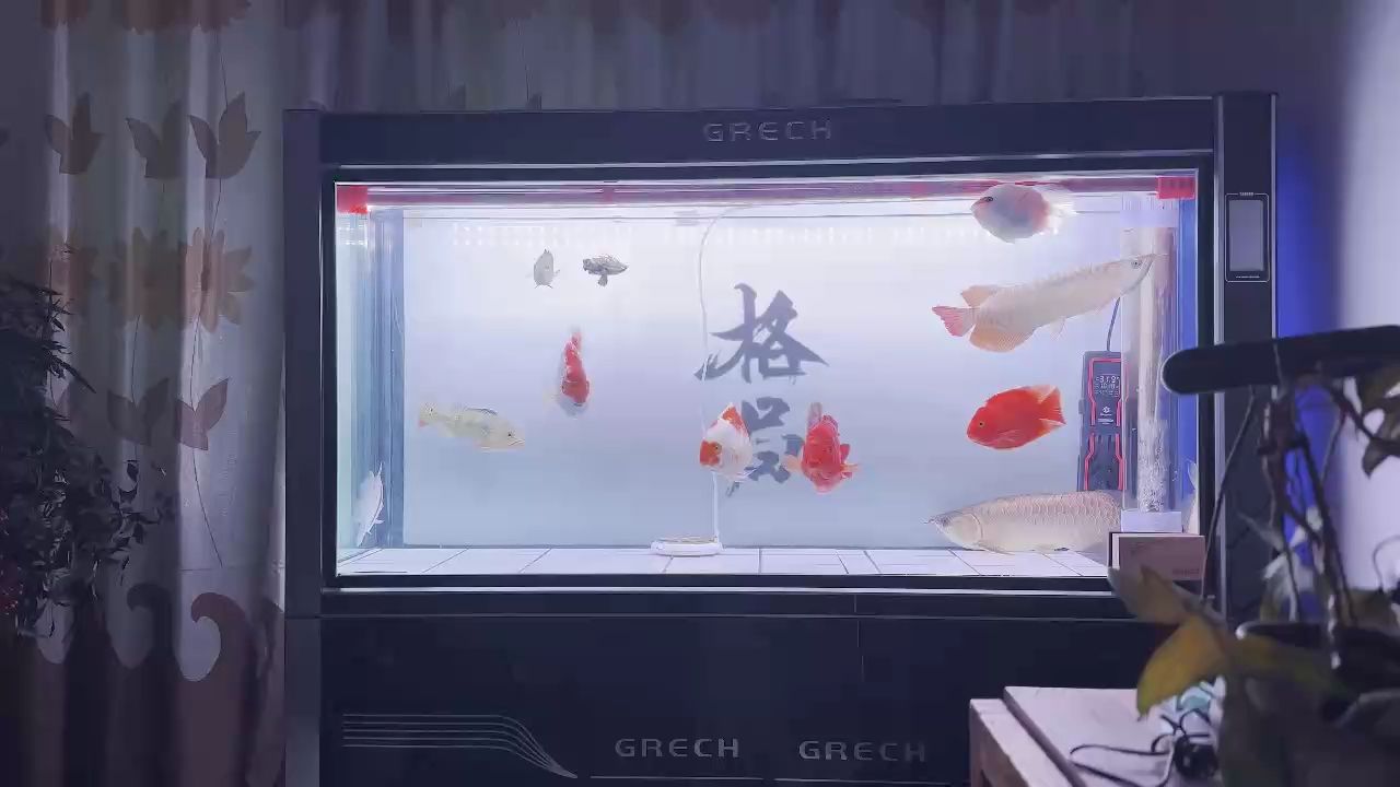 虎魚有時候包脖有時候不包：虎魚會包脖嗎？ 虎魚百科