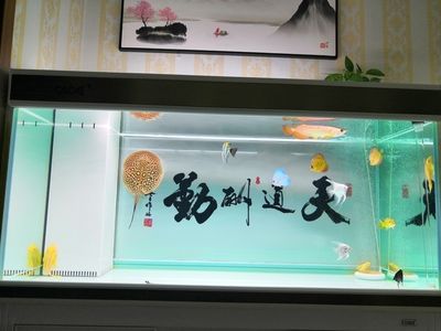 彩蝶魚(yú)缸下水管件哪個(gè)牌子好：**品牌概述：彩蝶魚(yú)缸下水管件哪個(gè)牌子好 彩鰈魚(yú)缸（彩蝶魚(yú)缸） 第1張