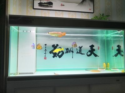 彩蝶魚(yú)缸下水管件哪個(gè)牌子好：**品牌概述：彩蝶魚(yú)缸下水管件哪個(gè)牌子好 彩鰈魚(yú)缸（彩蝶魚(yú)缸） 第3張